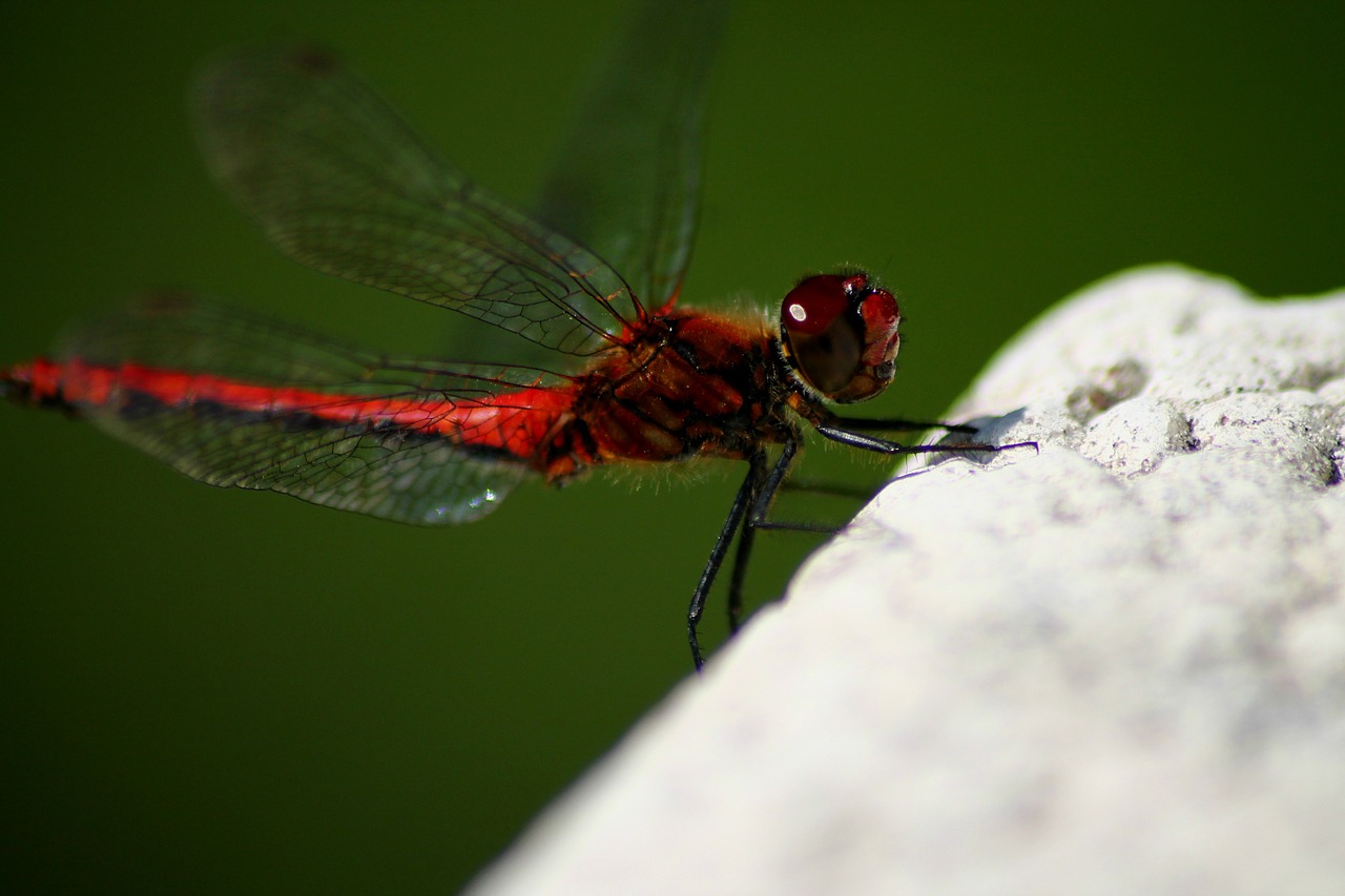 dragonfly red awesome free photo