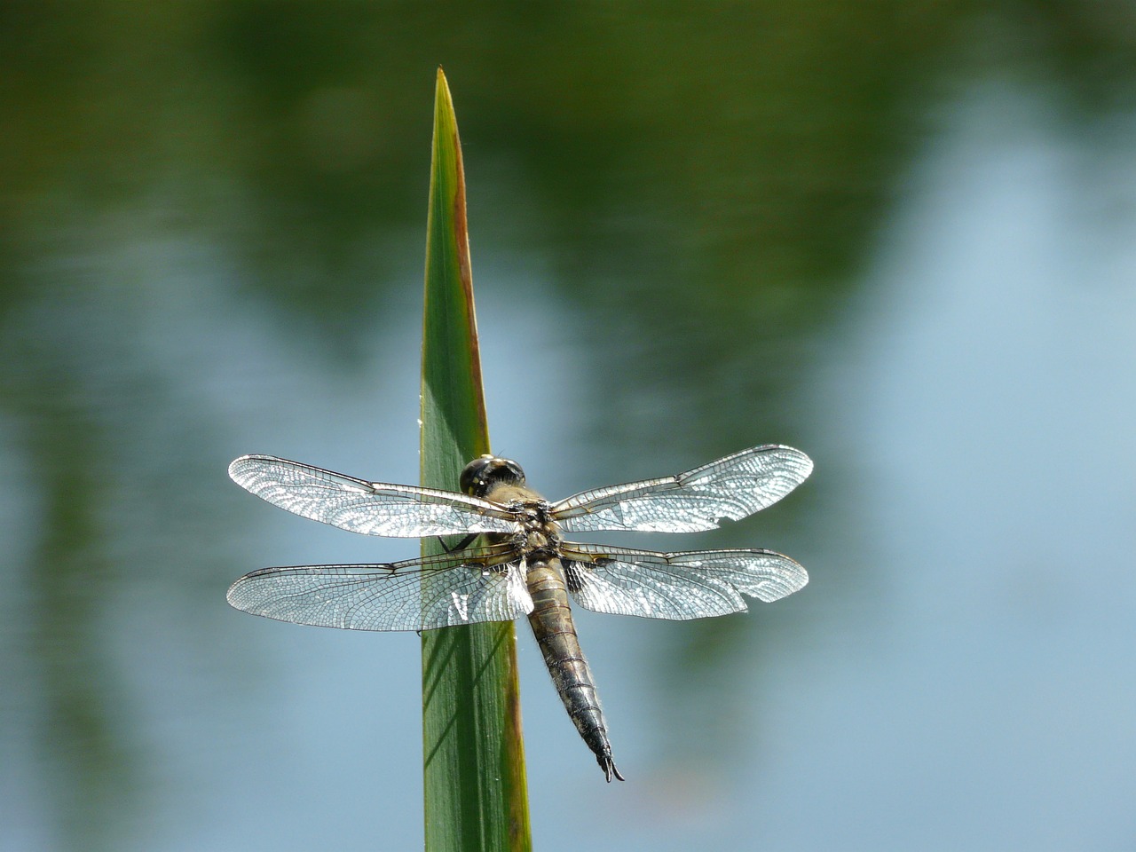 dragonfly green insect free photo