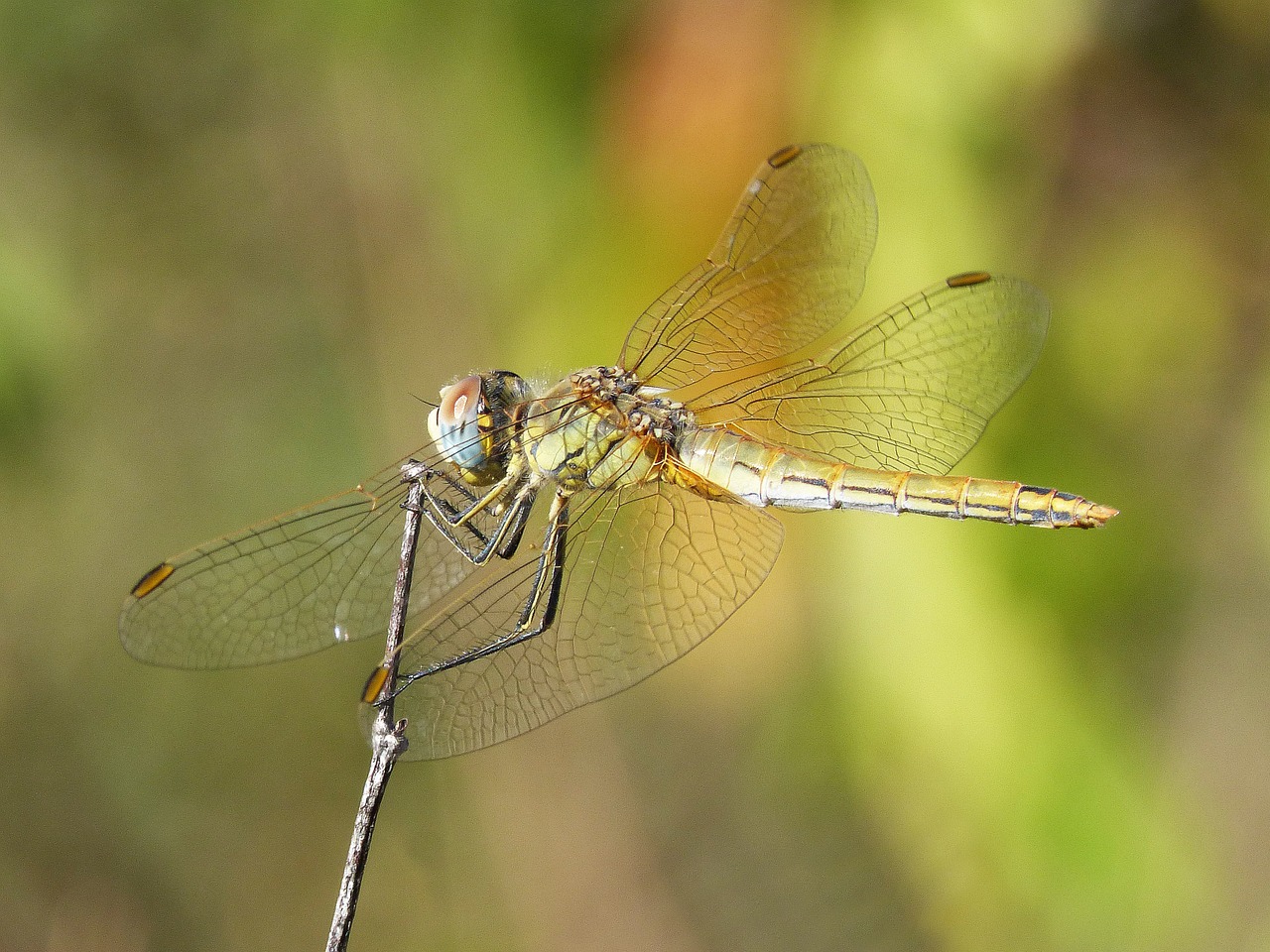 dragonfly wings beauty free photo