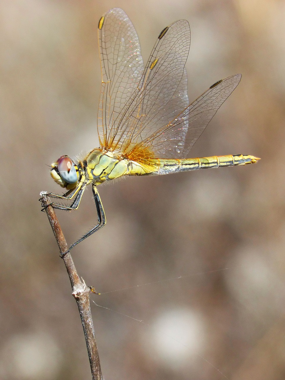 dragonfly beauty wings free photo