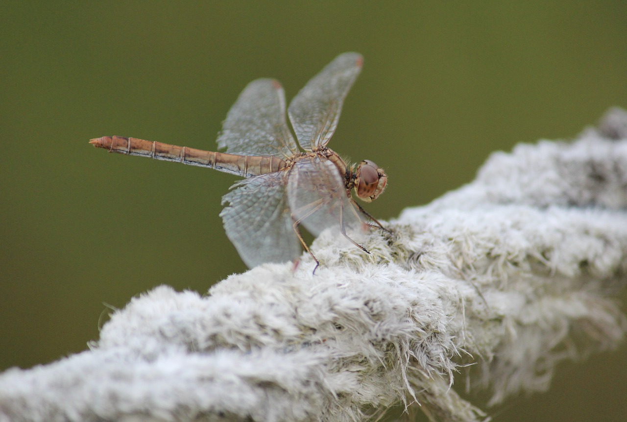 dragonfly insect nature free photo