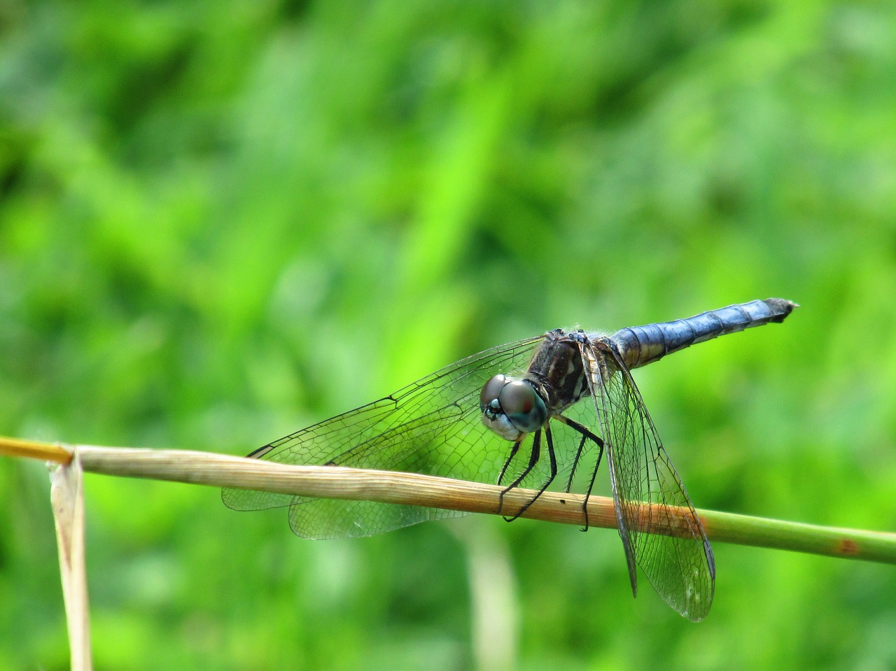 dragonfly insect bug free photo