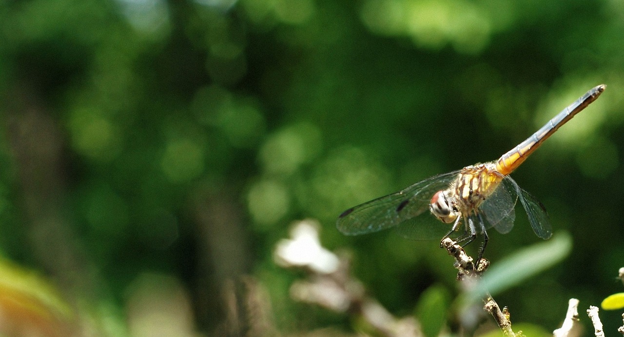 dragonfly insect nature free photo