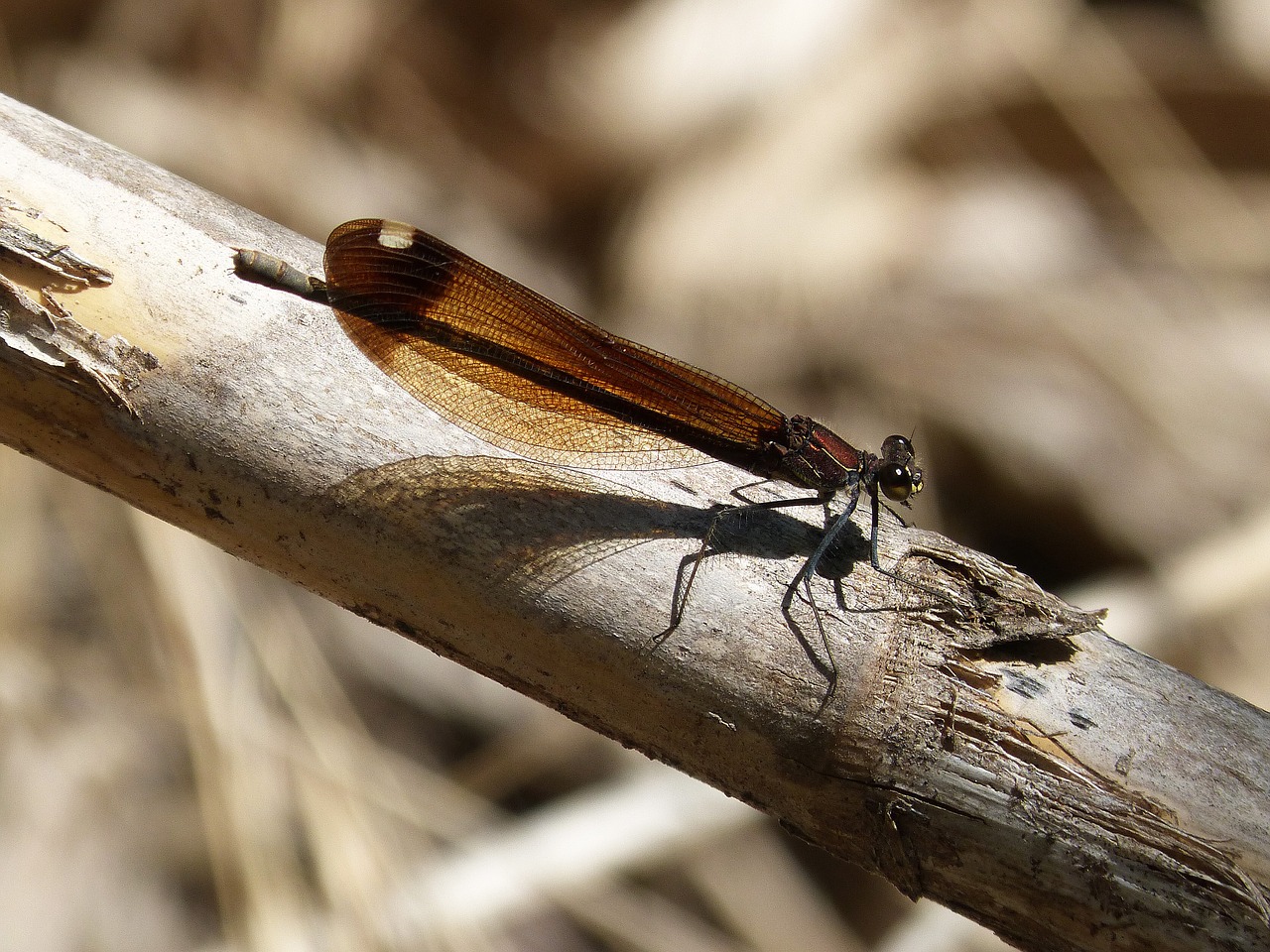 dragonfly black cane free photo