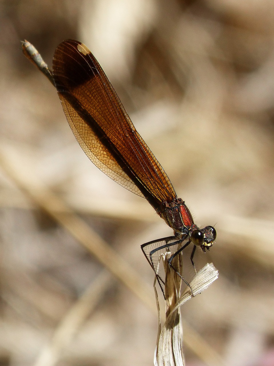 dragonfly black beauty free photo