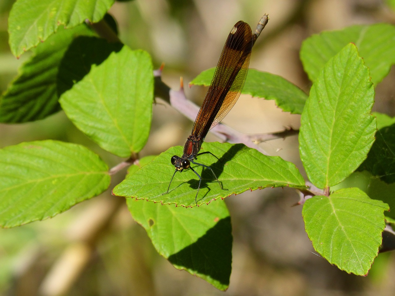 dragonfly black beauty free photo