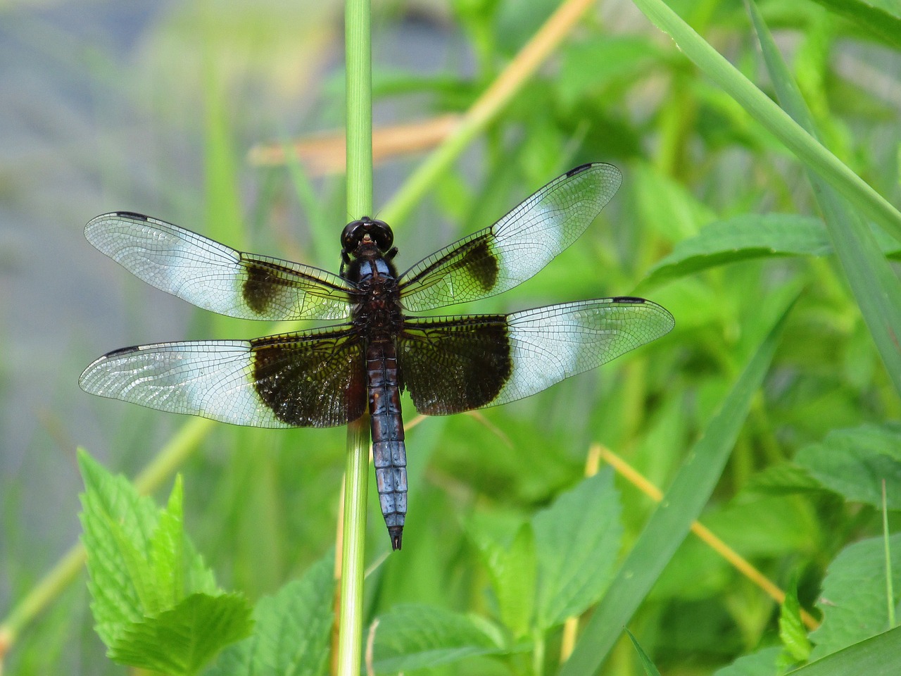 dragonfly green blue free photo