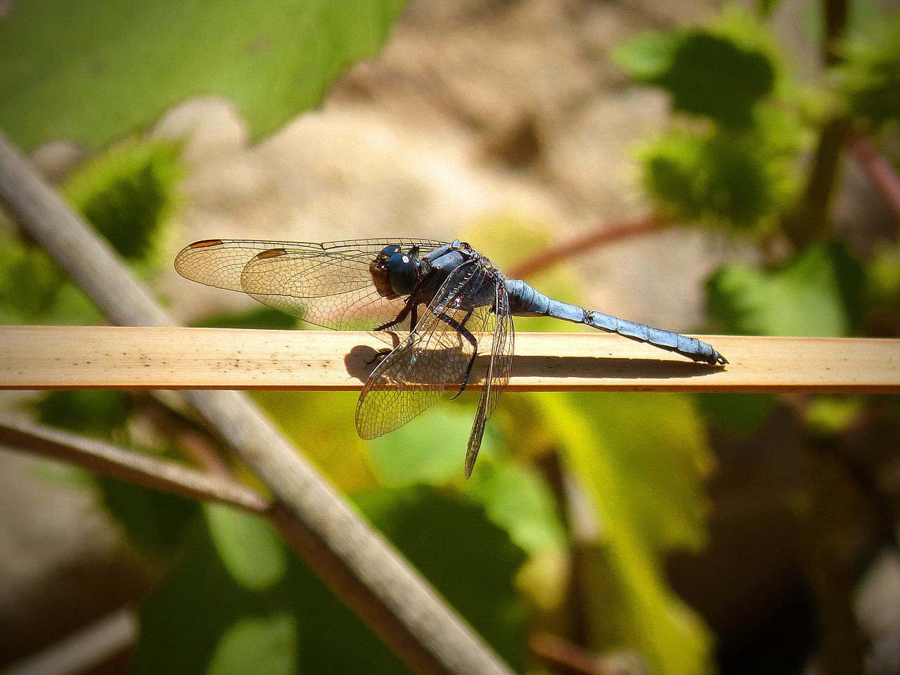 dragonfly beauty wings branch free photo