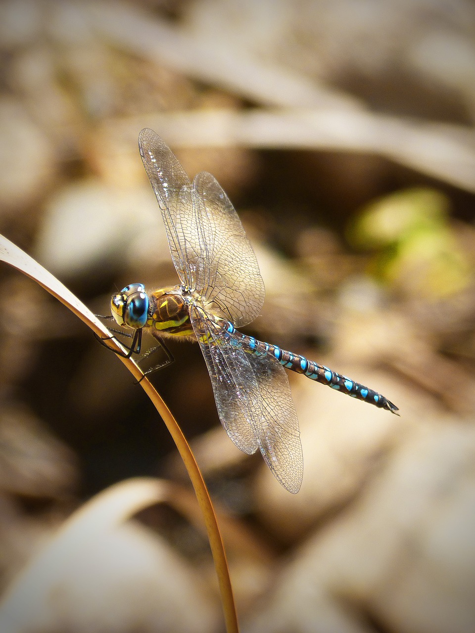 dragonfly blue beauty free photo