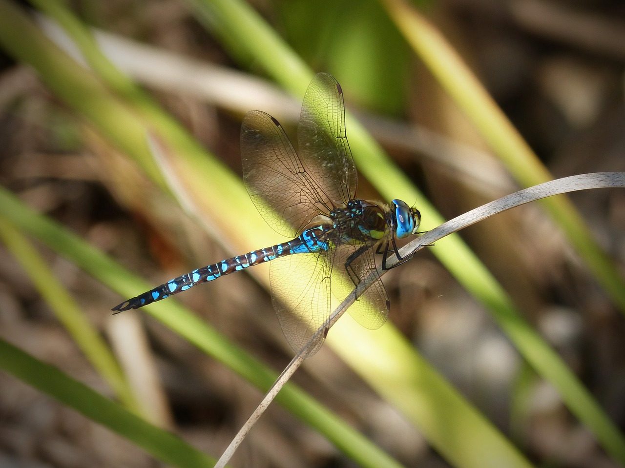 dragonfly blue wings free photo