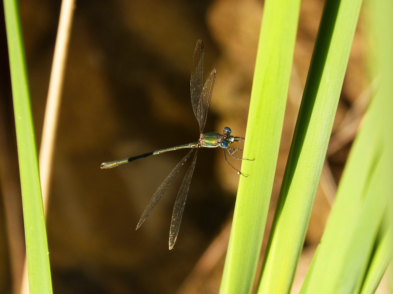 dragonfly green leaf free photo