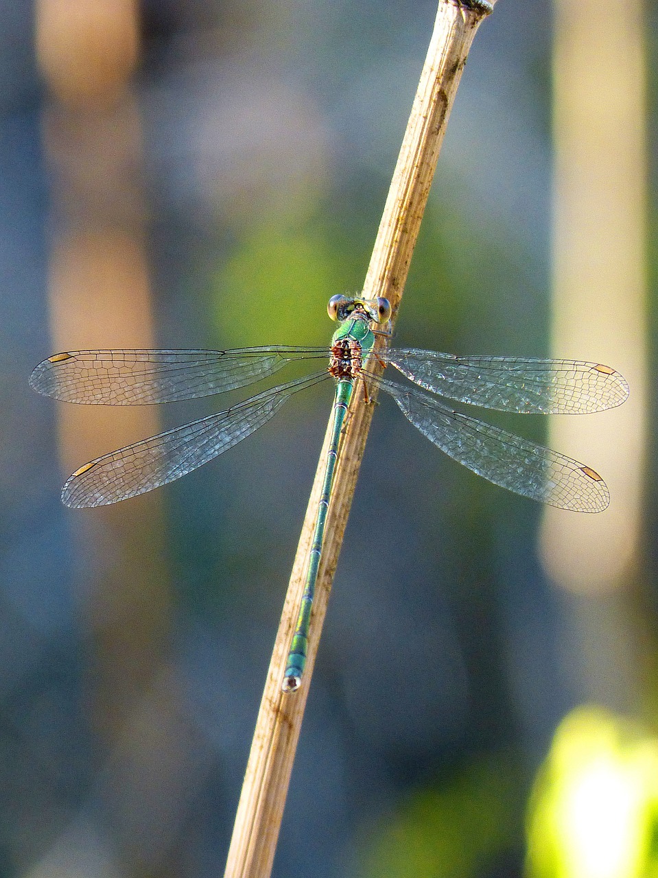 dragonfly green branch free photo