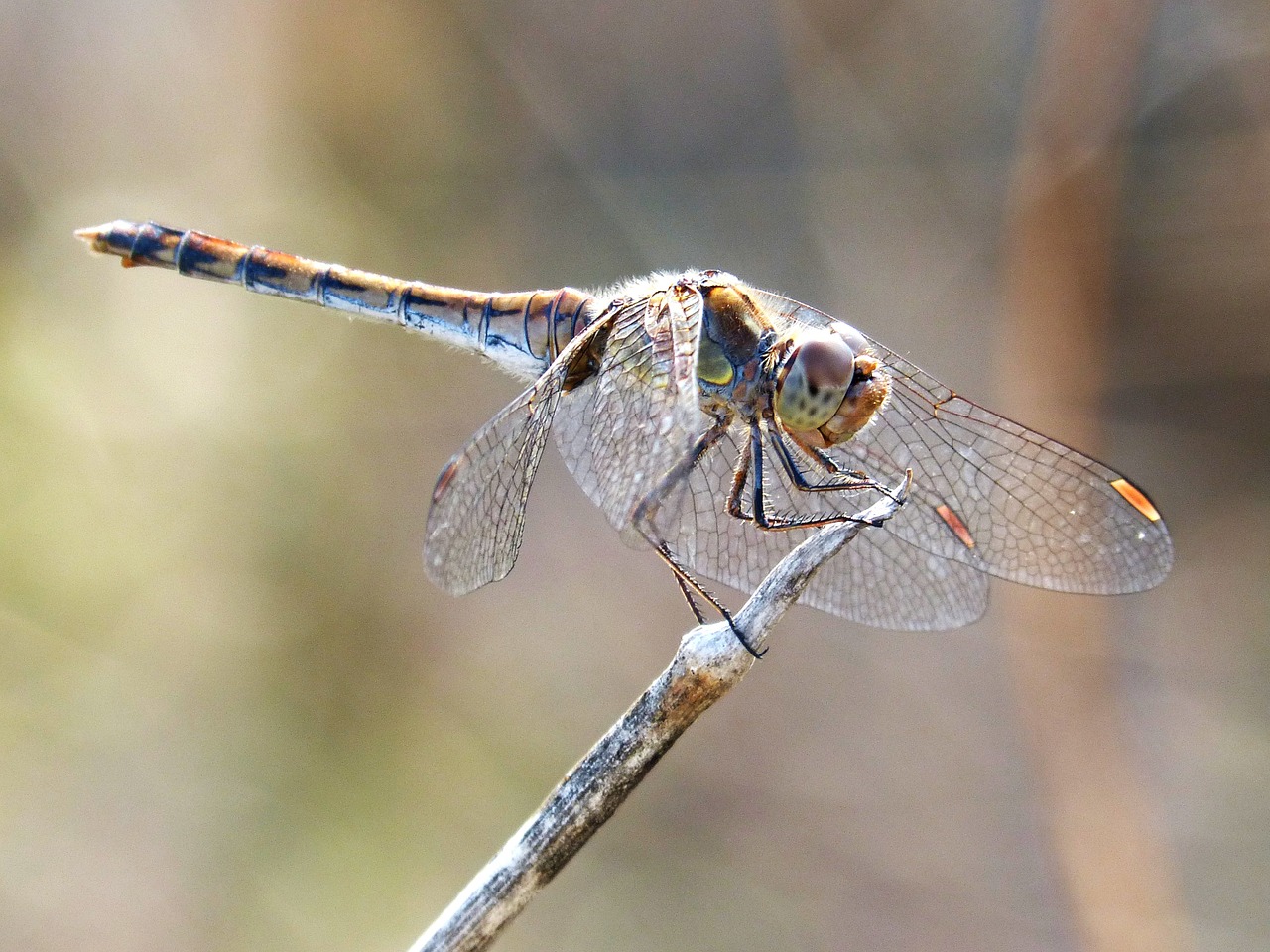 dragonfly look insect free photo