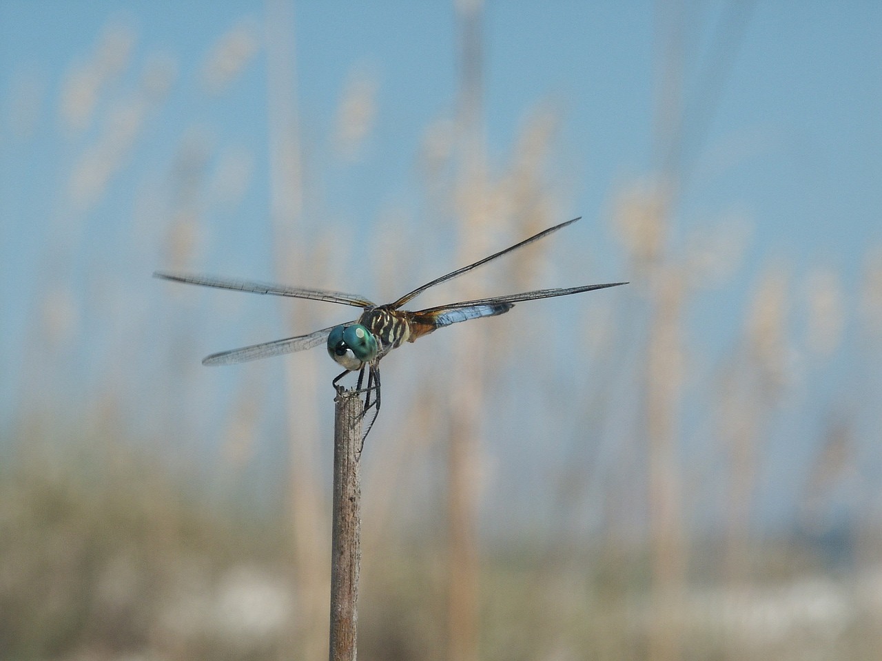 dragonfly insect macro free photo