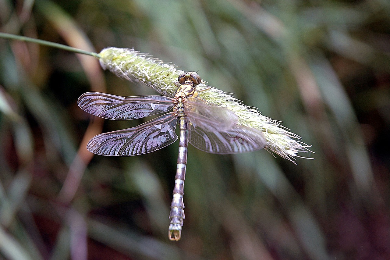 dragonfly insects nature reed free photo