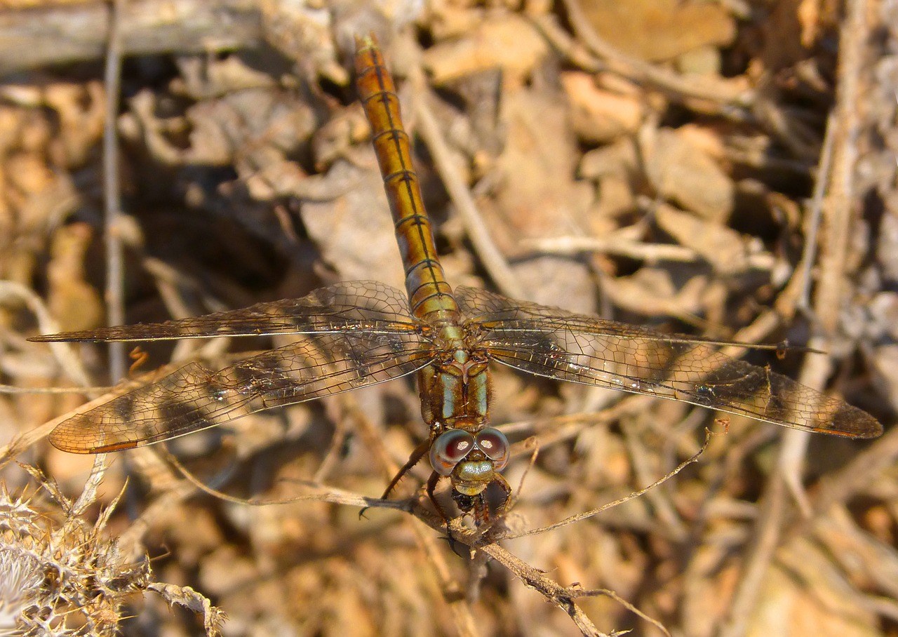 dragonfly macro beauty free photo