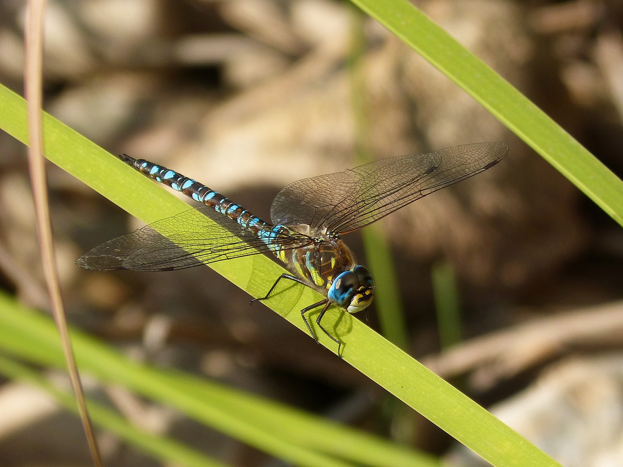 dragonfly blue leaves free photo