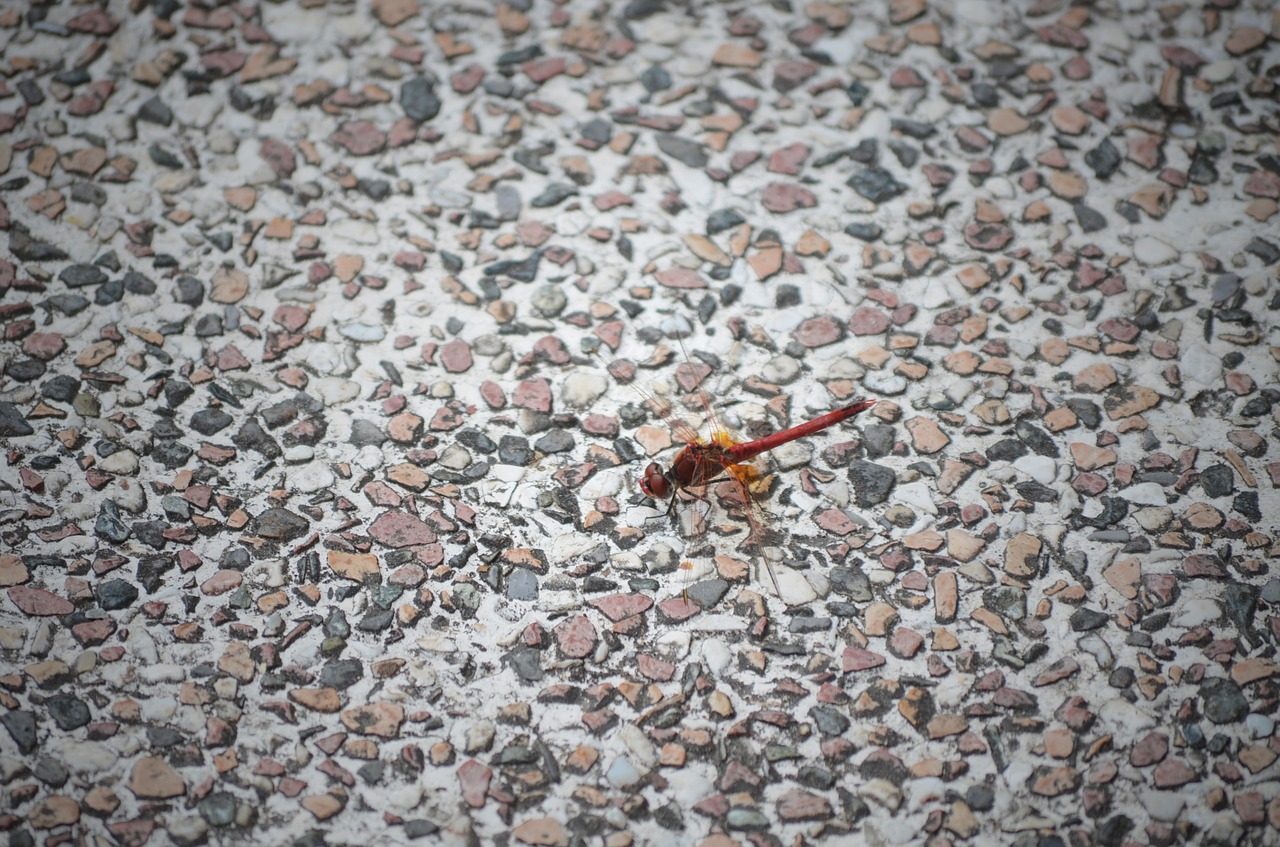 dragonfly pebble animal free photo