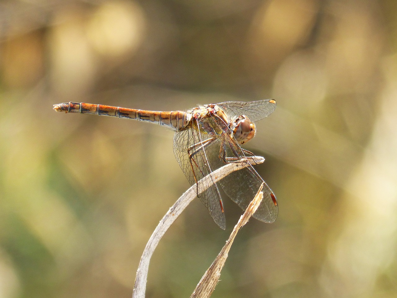 dragonfly detail wings free photo