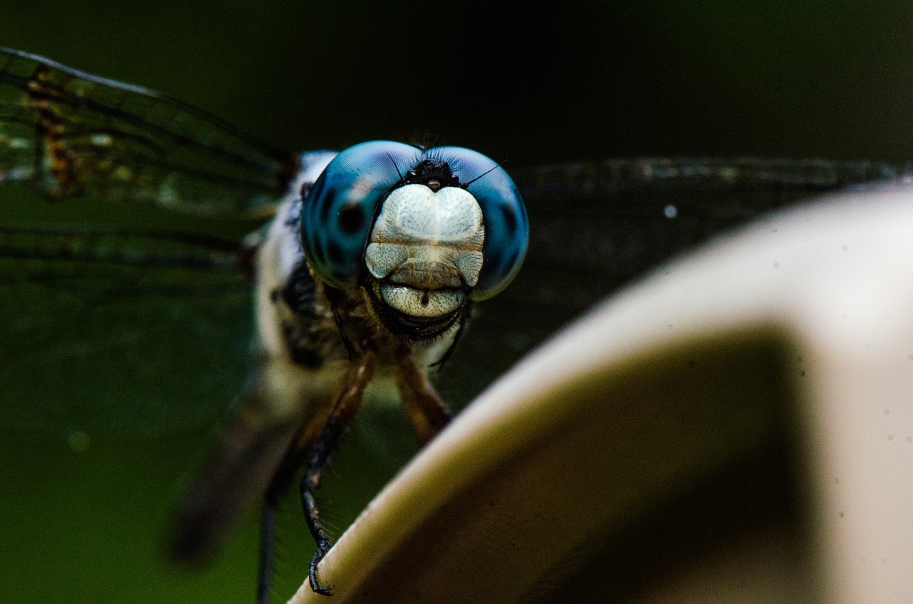 dragonfly insect macro free photo