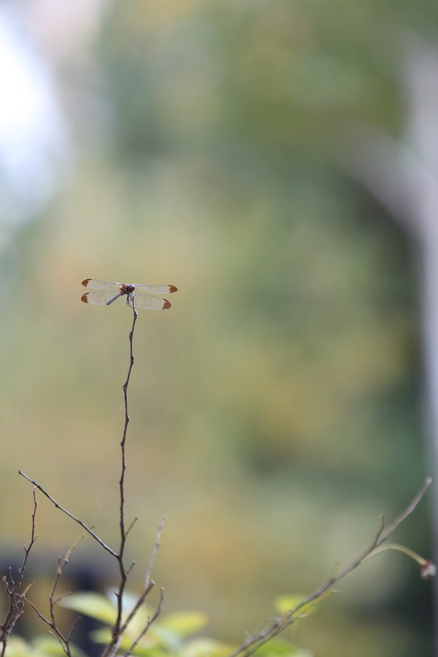 dragonfly autumn nature free photo