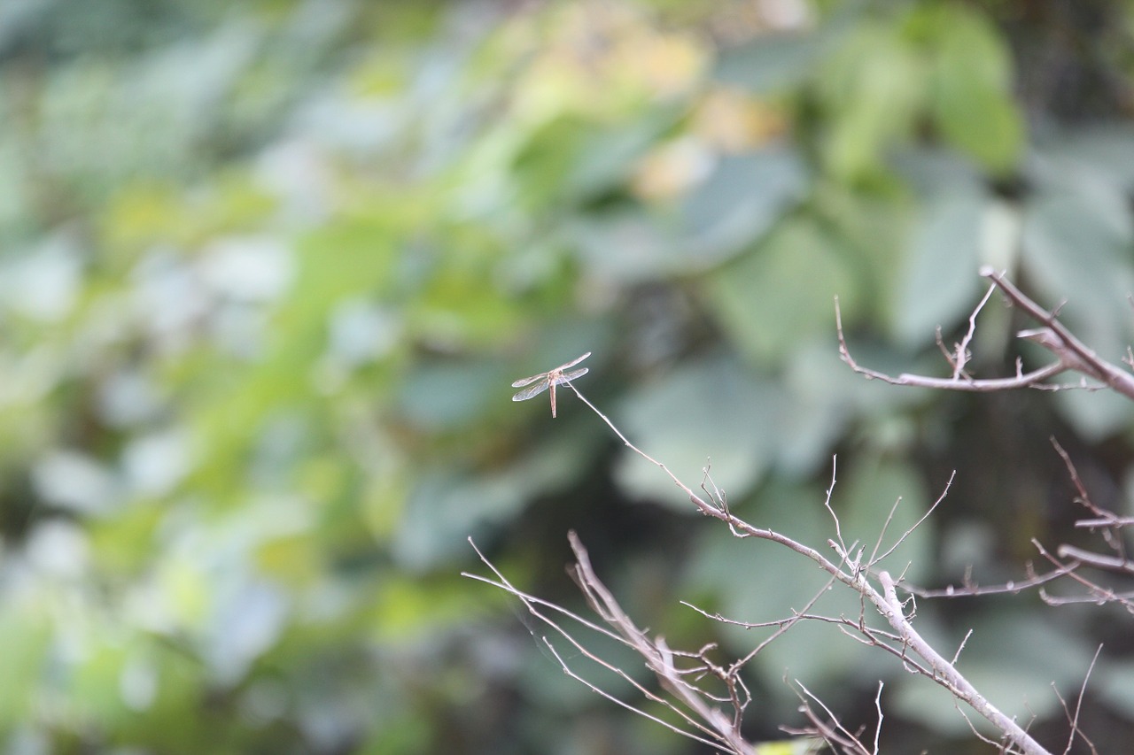 dragonfly autumn nature free photo