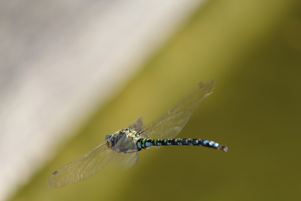 dragonfly garden pond free photo