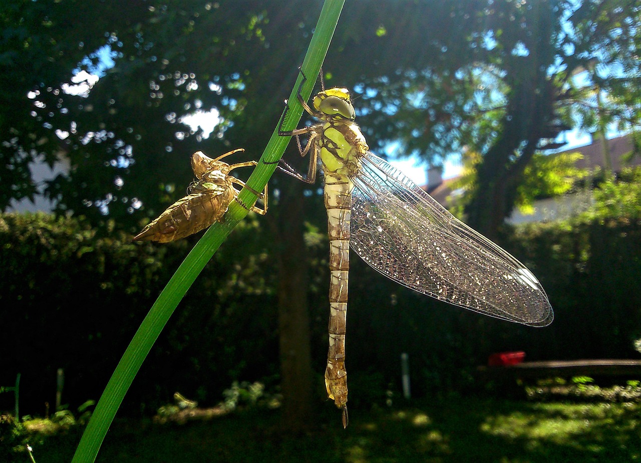 dragonfly nature summer free photo