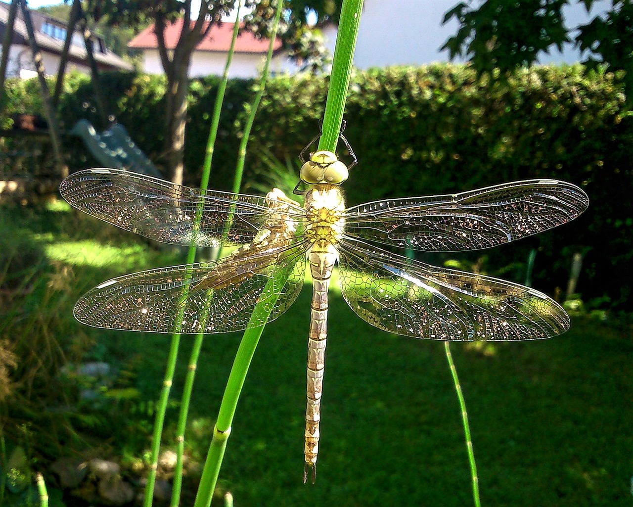 dragonfly natur insect free photo