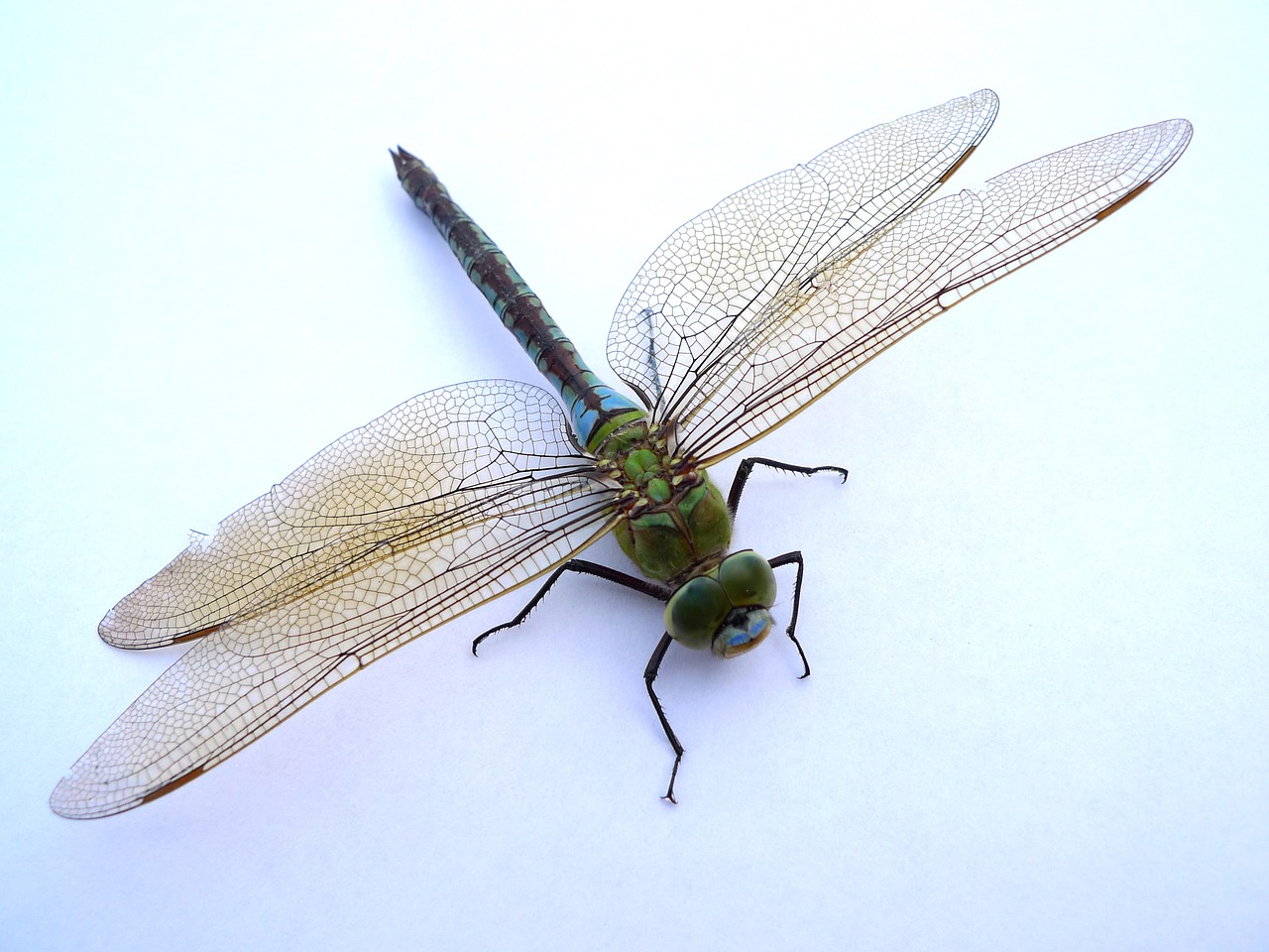 dragonfly insect close free photo