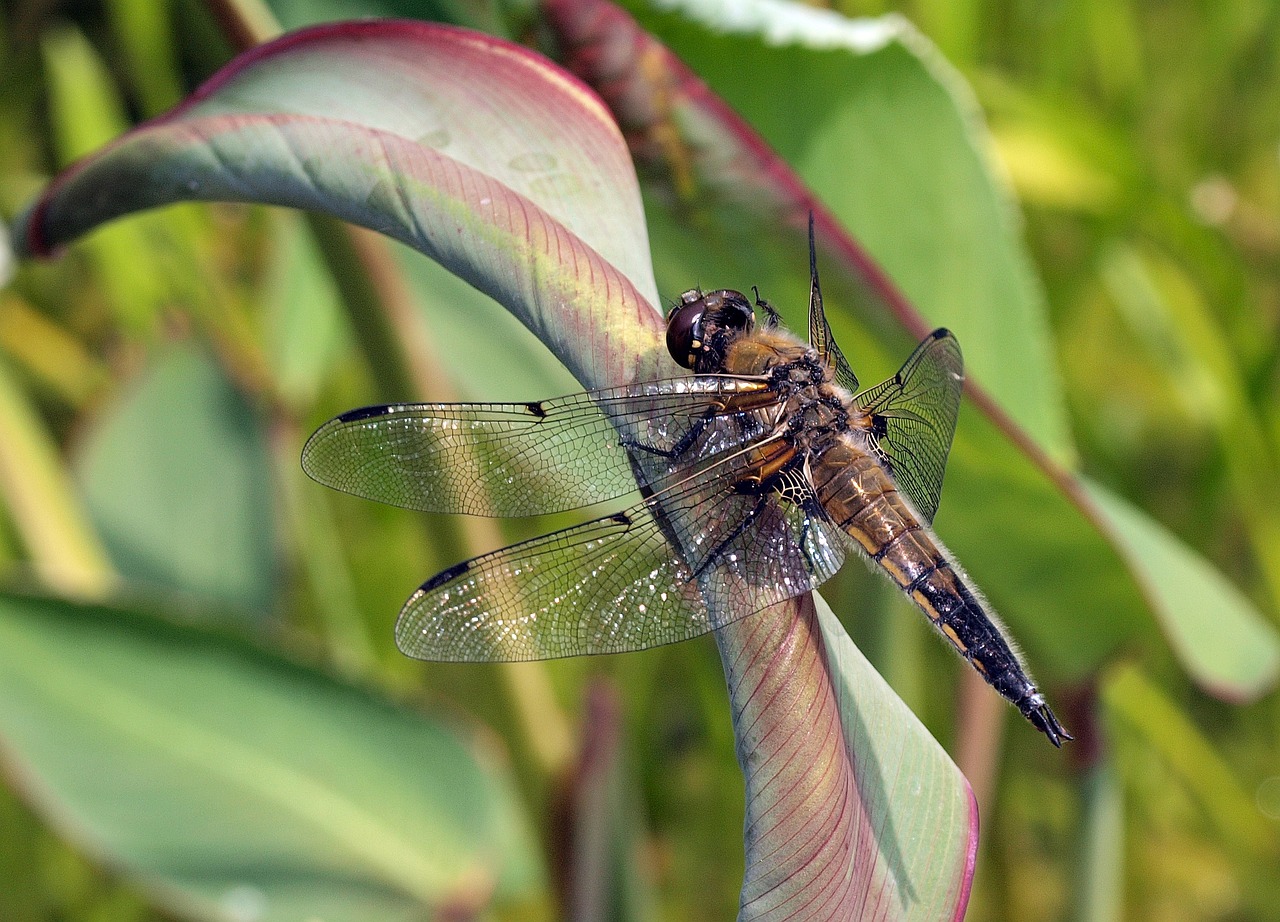 dragonfly four patch biotope free photo