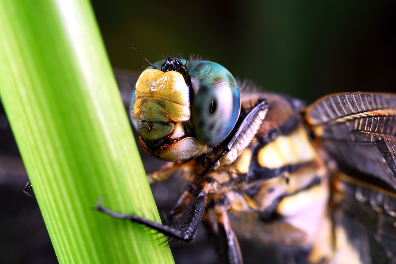 dragonfly insects compound eyes free photo