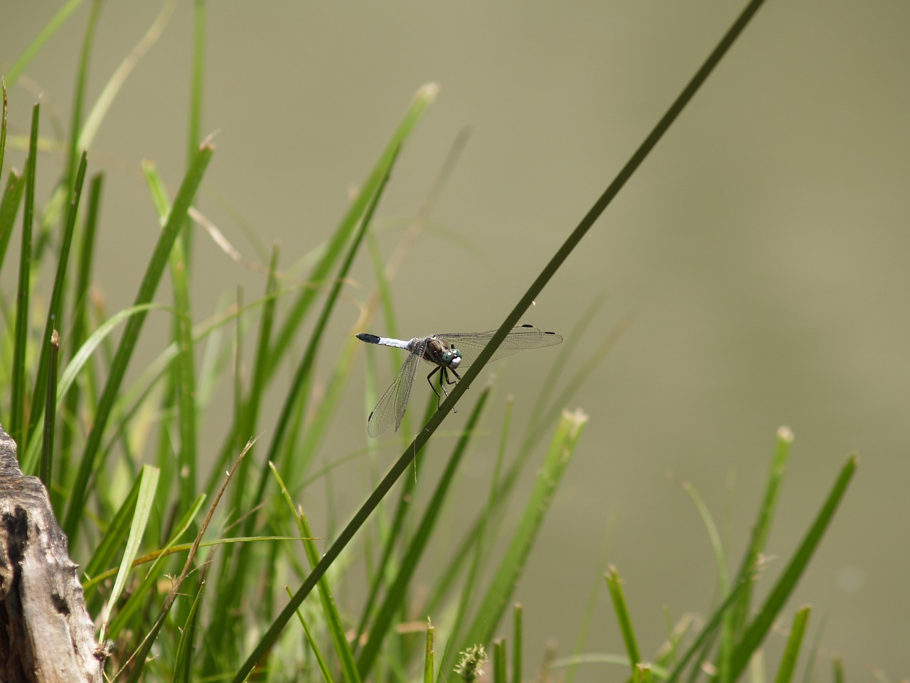 dragonfly vízközel lake free photo