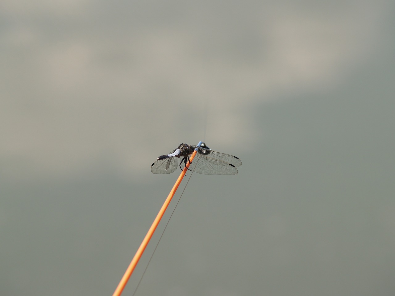 dragonfly angler water free photo