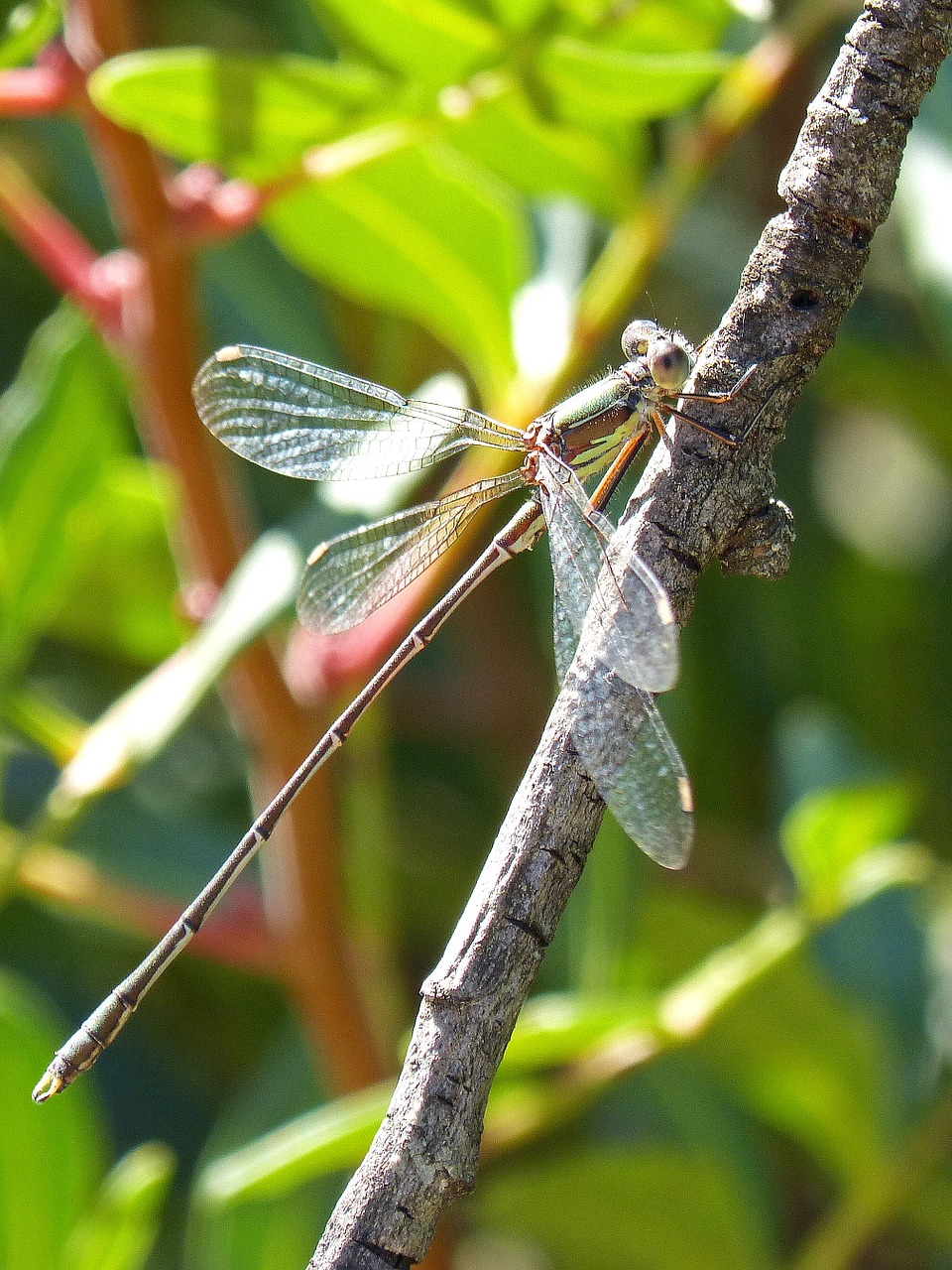 dragonfly branch wings free photo