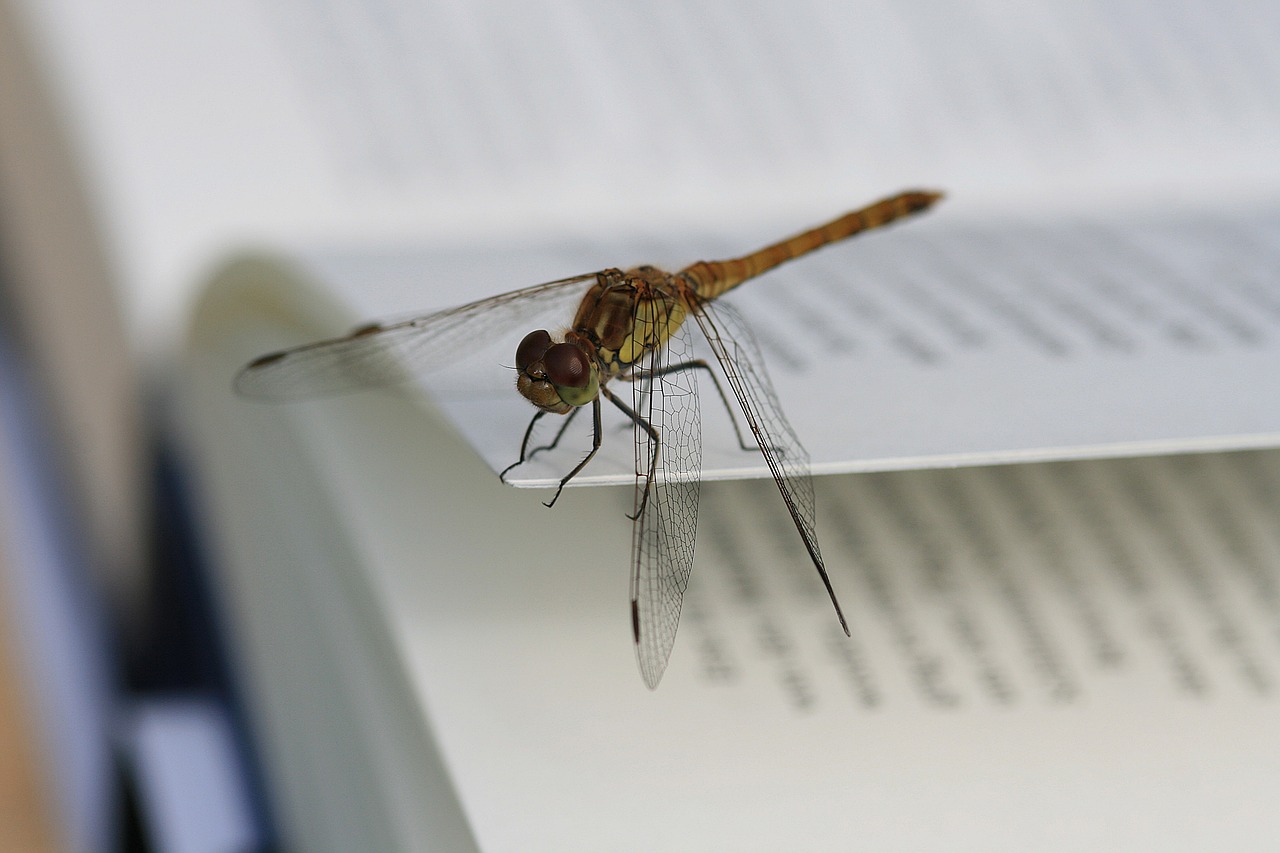 dragonfly book pages insect free photo