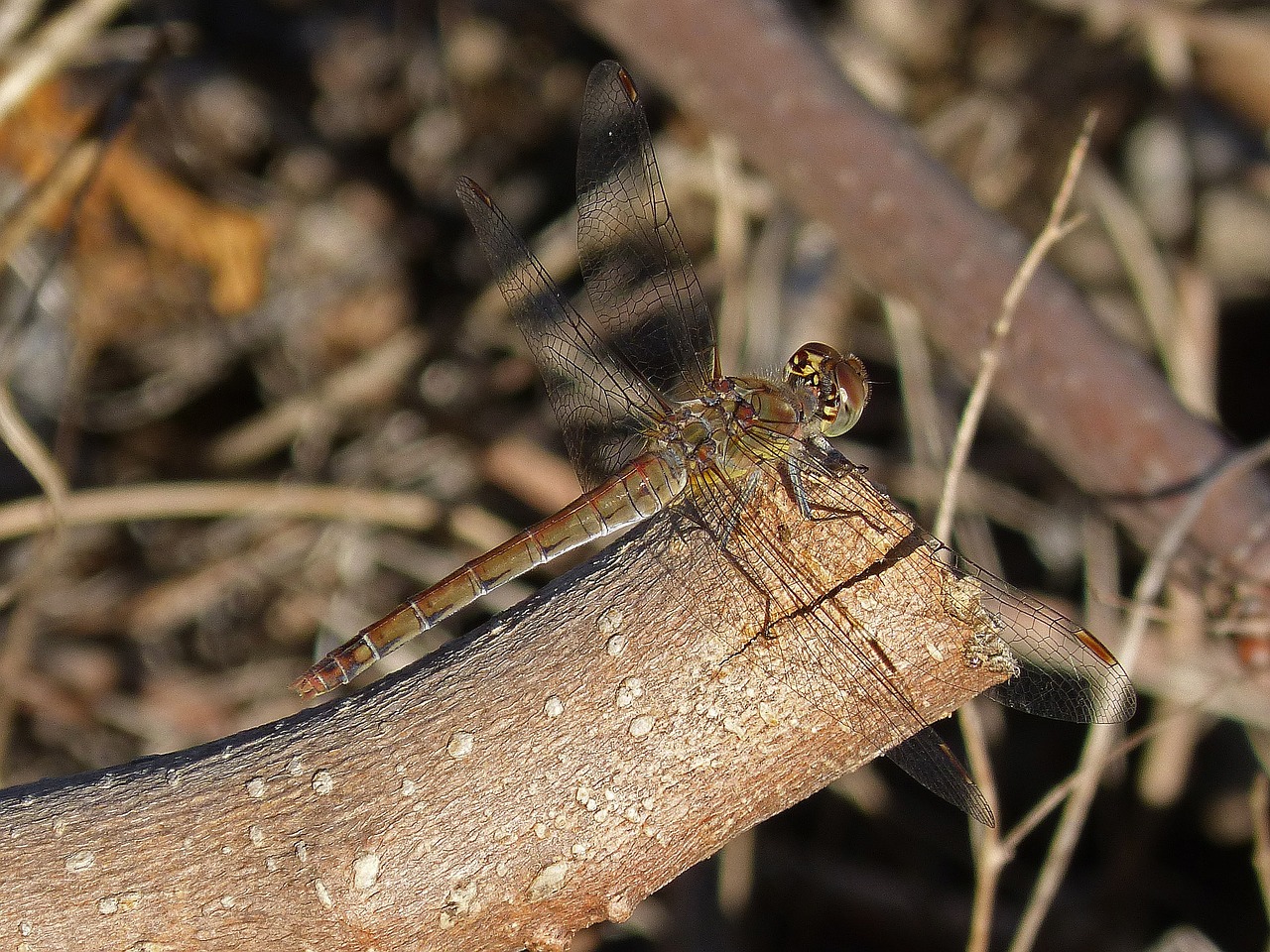 dragonfly trunk wings free photo