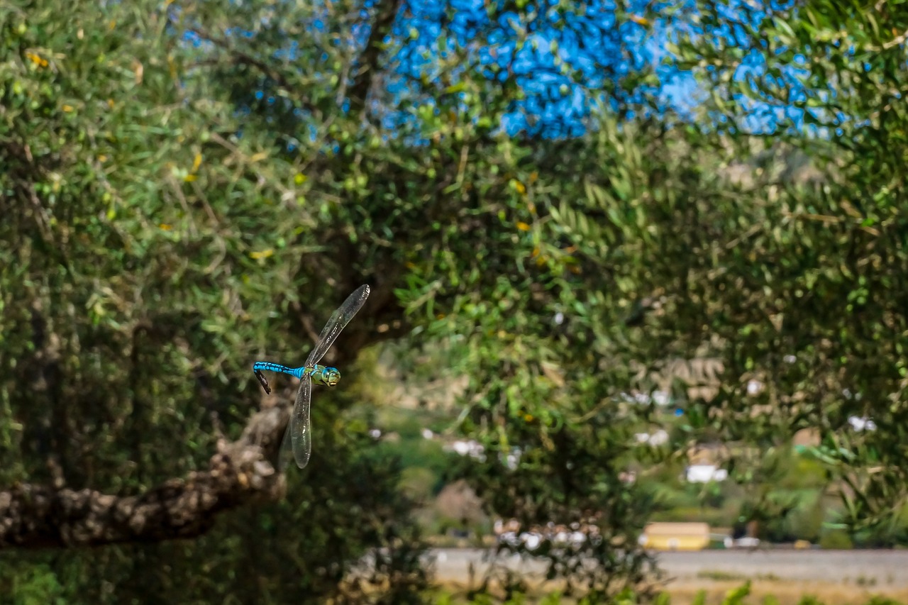 dragonfly insect tree free photo