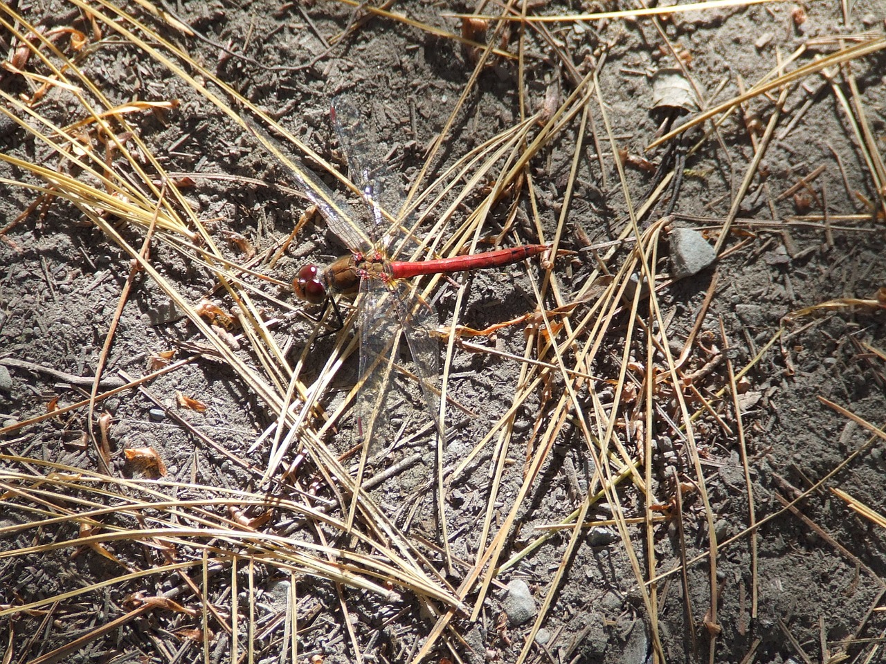 dragonfly bug nepal free photo