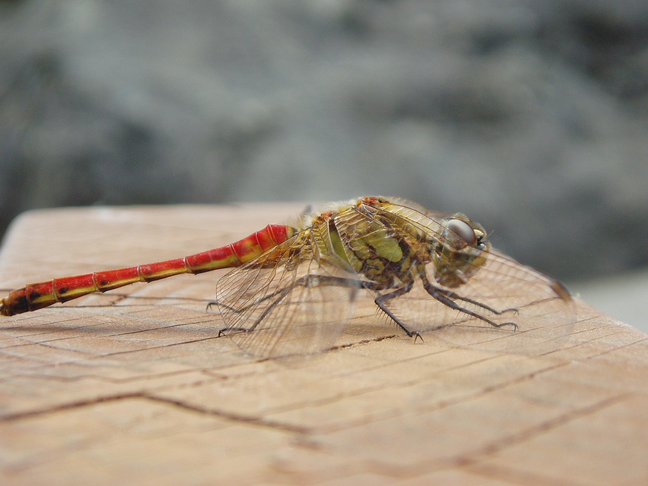 dragonfly insects autumn free photo