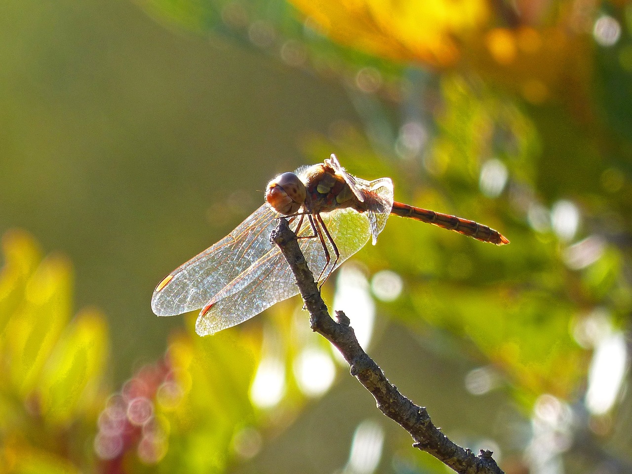 dragonfly wings backlight free photo