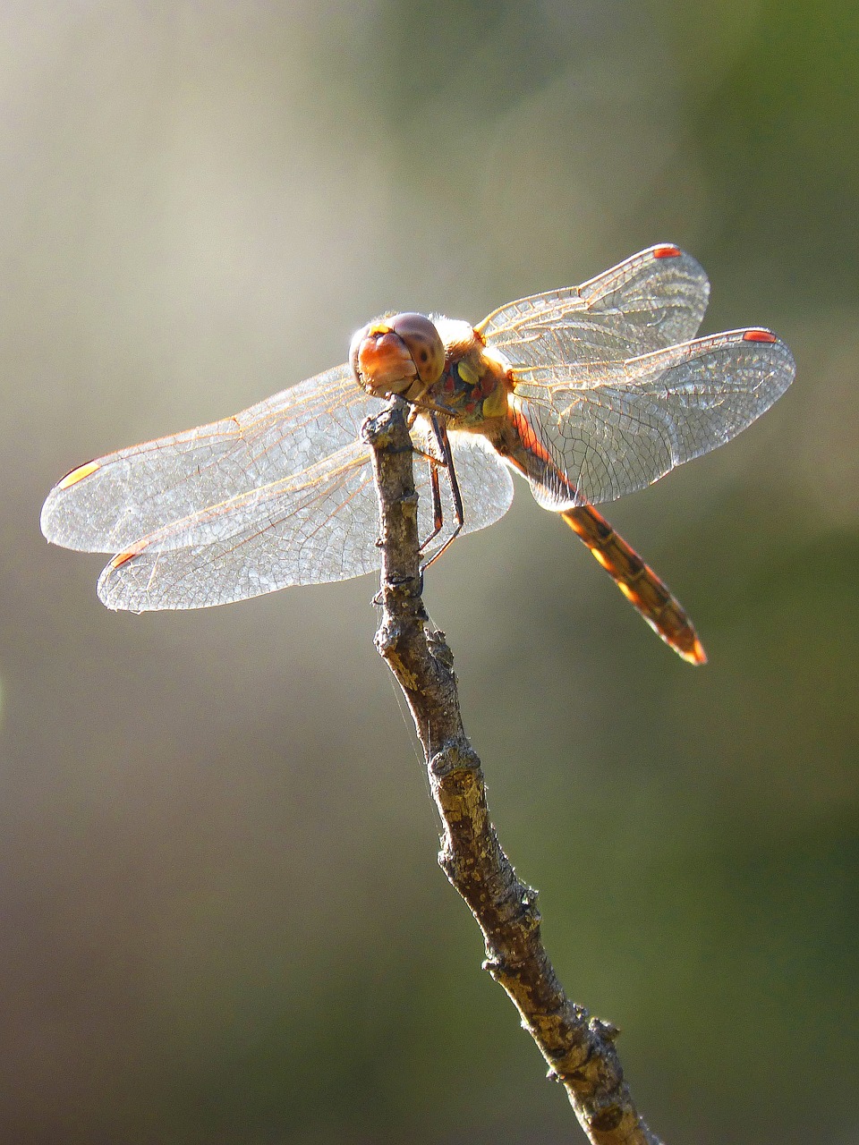 dragonfly wings backlight free photo