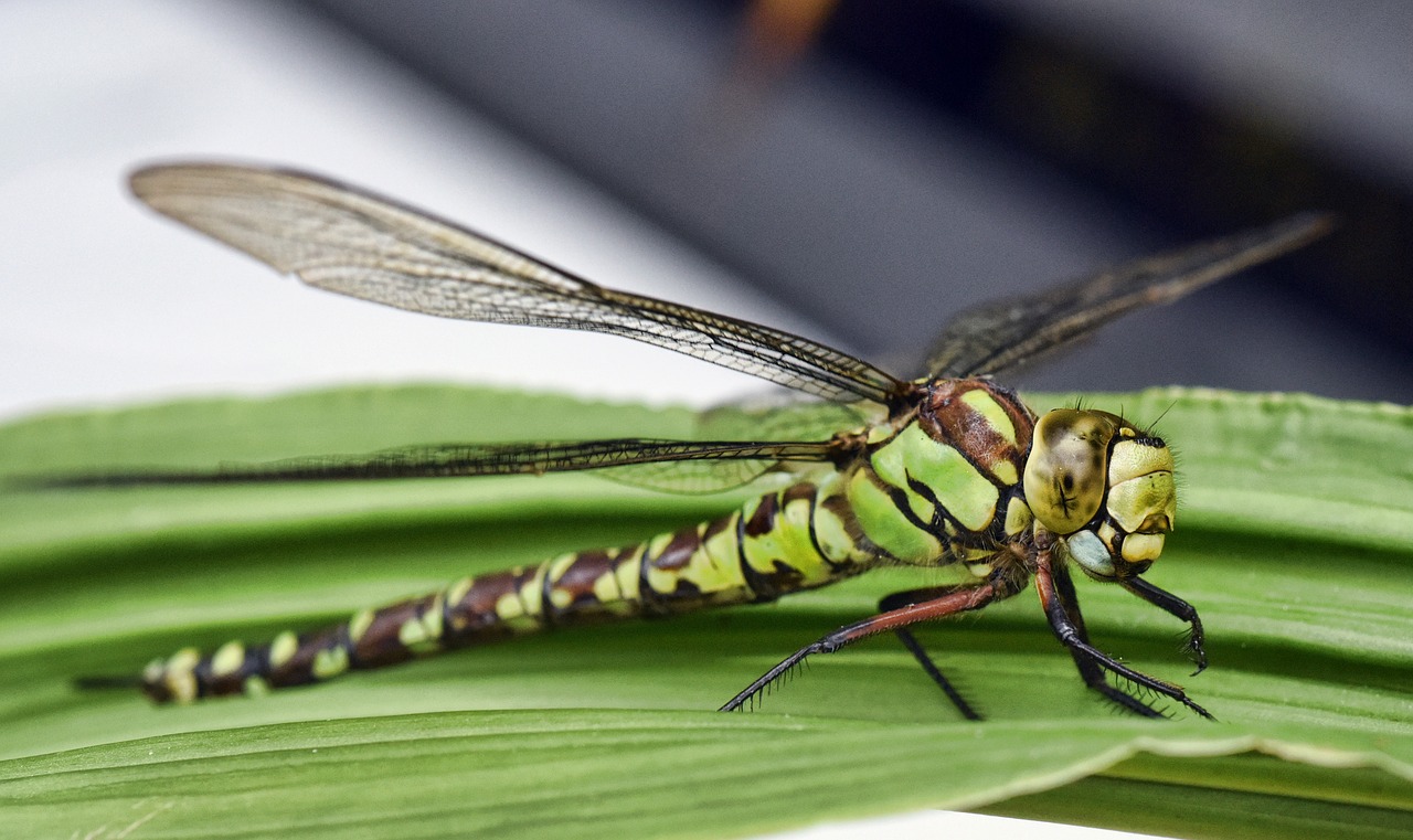 dragonfly insect macro free photo