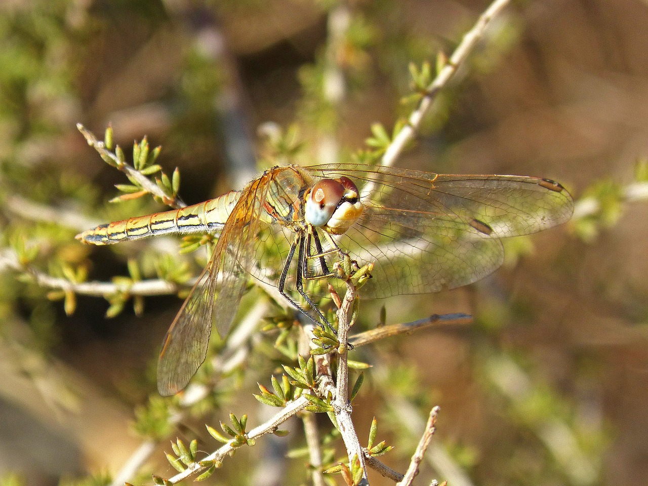 dragonfly detail branch free photo