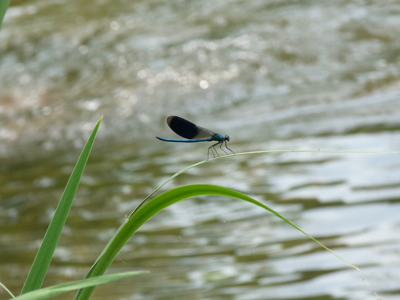 dragonfly water river free photo