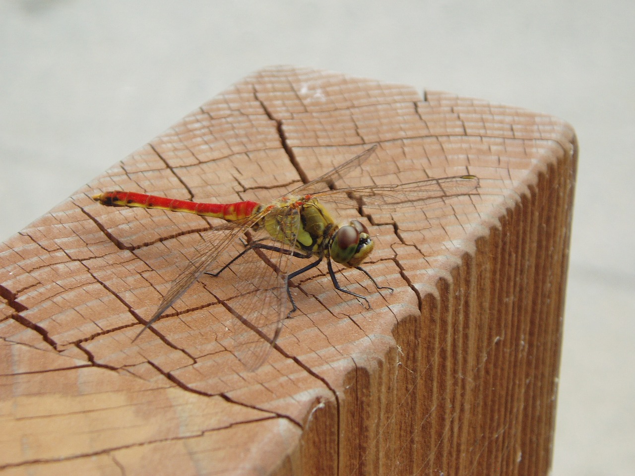 dragonfly insects wing free photo