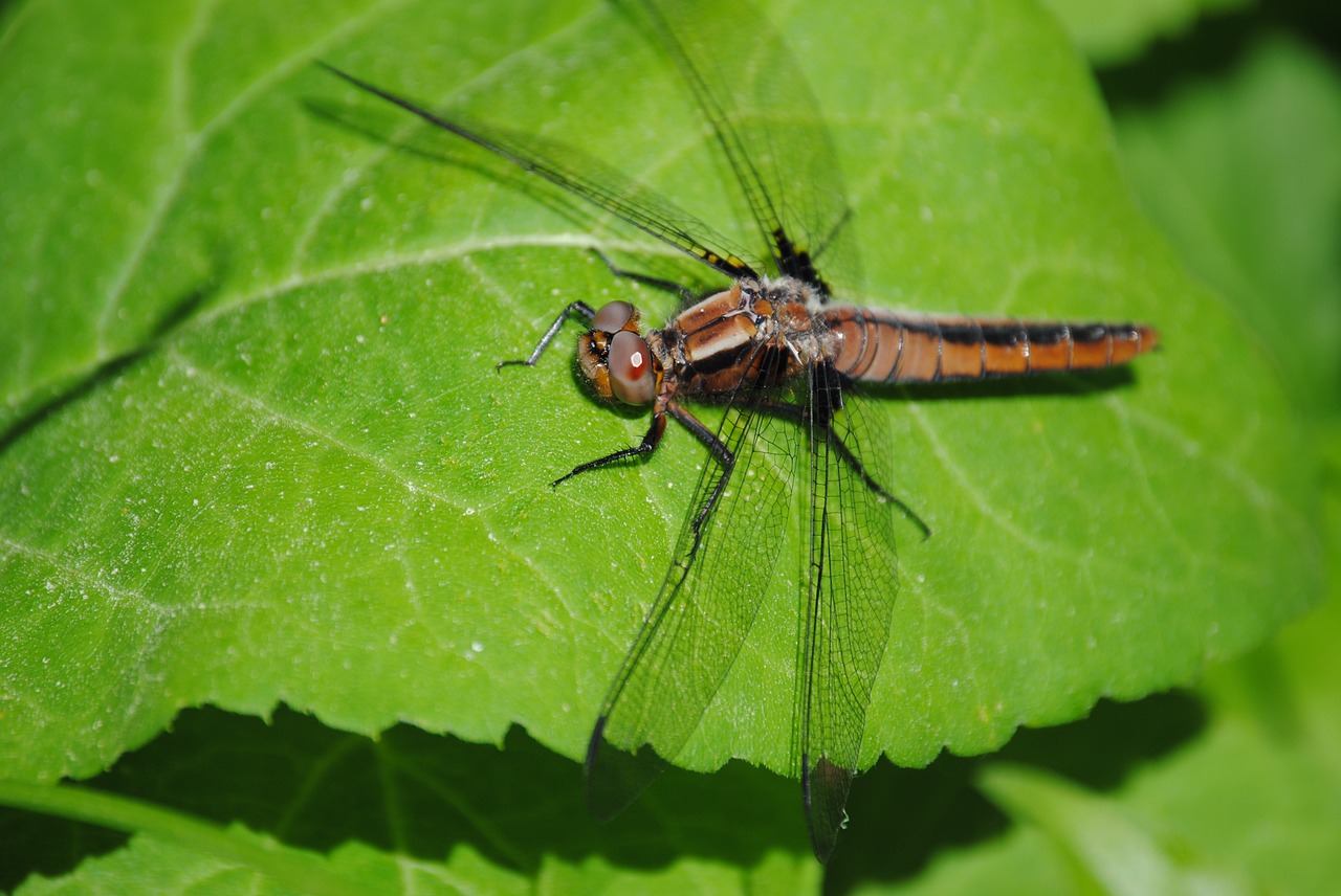 dragonfly bug leaf free photo