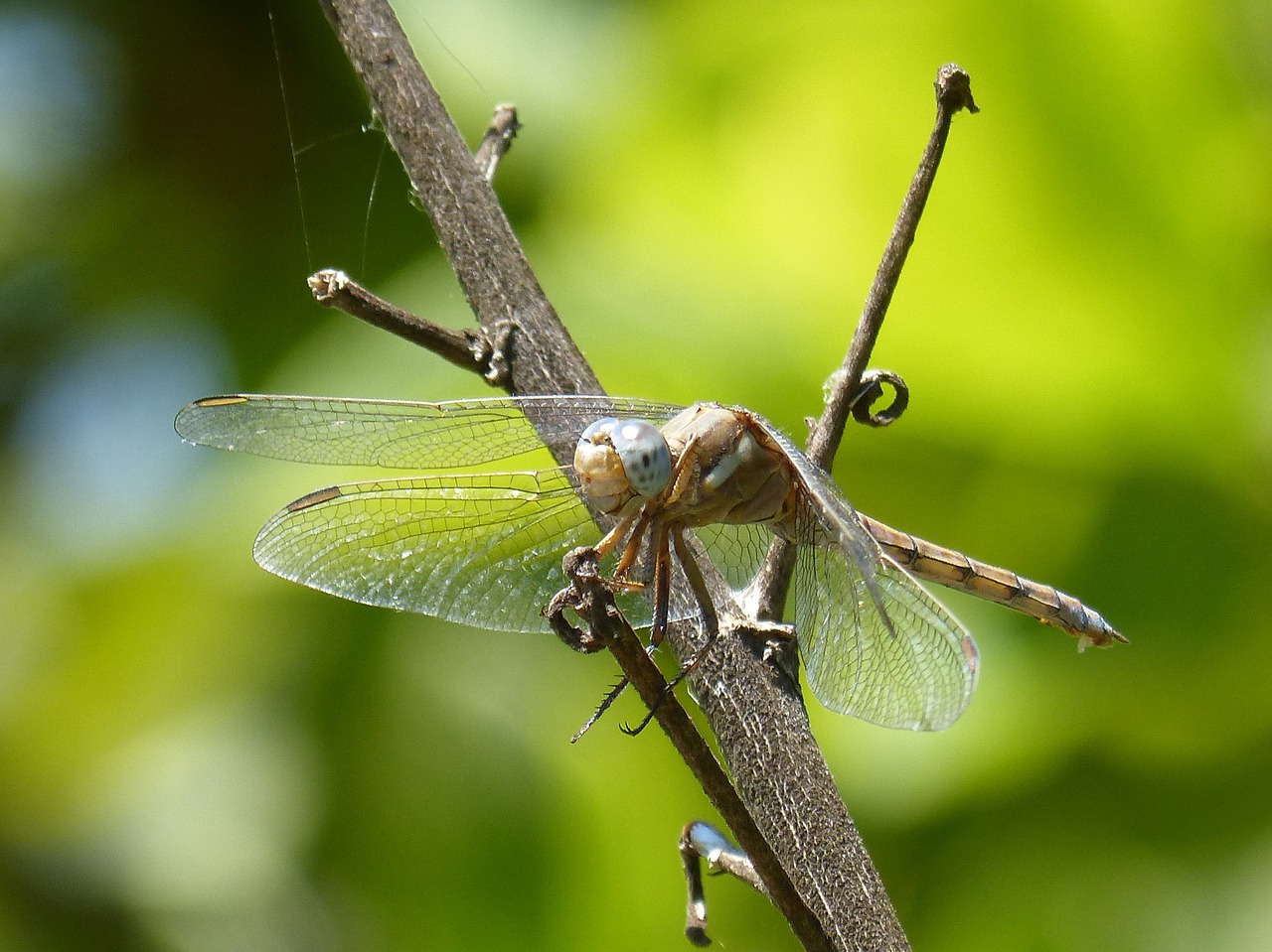dragonfly amrilla branch orthetrum albistylum free photo