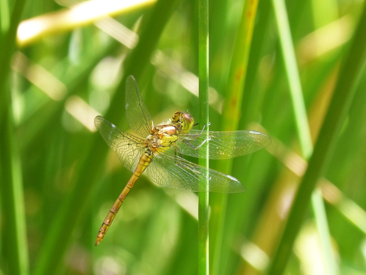 dragonfly amrilla stem wetland free photo