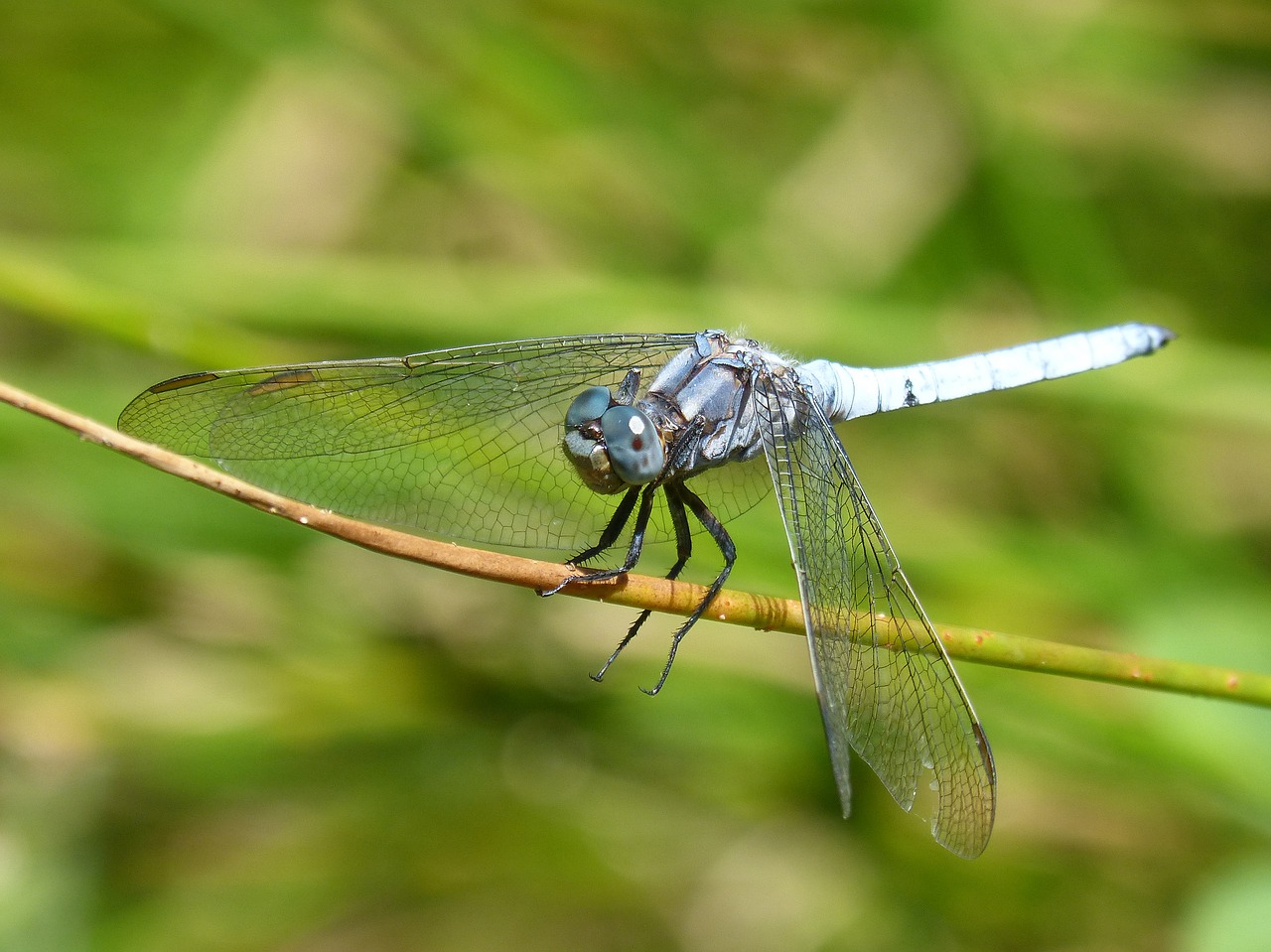 dragonfly aul branch greenery free photo